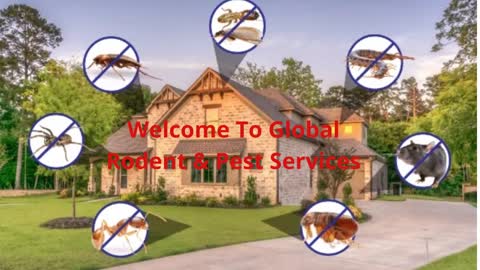 Global Rodent & Pest Control Service in Bakersfield, CA