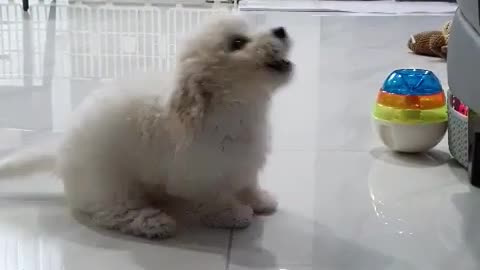 Bichon Frize - Dew. The first day I barked