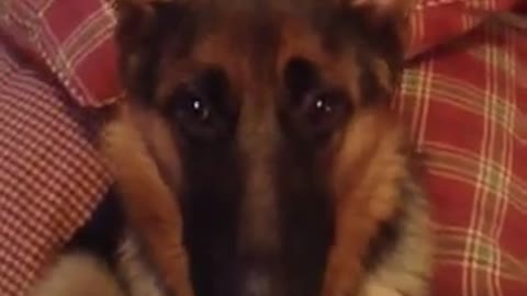 Guilty dog destroys room then tells on herself in most hilarious way