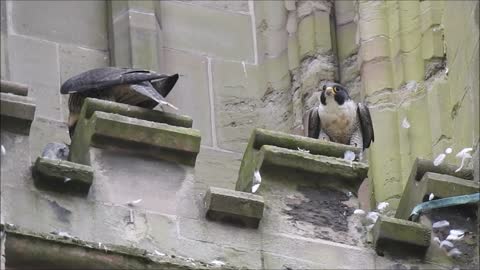 Day 26 of #30DaysWild 2020 - Peregrine Falcons on Worcester Cathedral