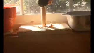 Bird Instantly Regrets Mischievous Behavior... LOL