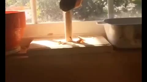 Bird Instantly Regrets Mischievous Behavior... LOL