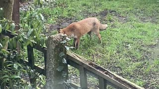 Fox Plays Fetch With Itself