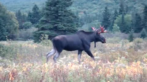 Wild Moose