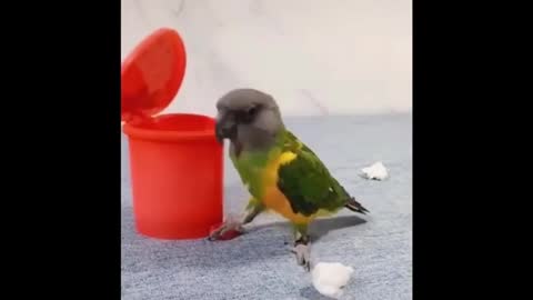 Smart Parrot Is Throwing The Trash