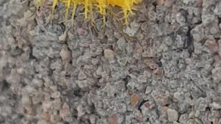Amazing spiked insect in bright yellow | nature at its best