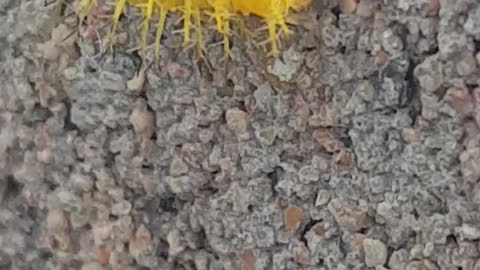 Amazing spiked insect in bright yellow | nature at its best