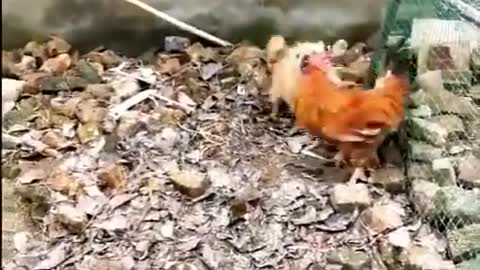 Cute dogs against chickens