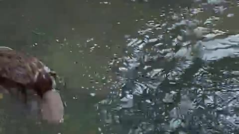 Dude Pets The Beaver