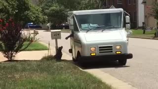 Dog and mail carrier strike up special friendship