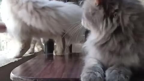 Two cats playing very cute