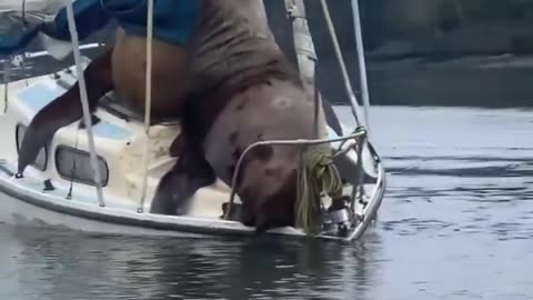 Steller sea lions riding on a boat