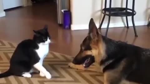 CAT DOG FIGHT