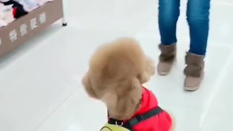 Dog standing wile walking with its owner