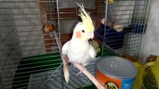 Funny parrot hisses.