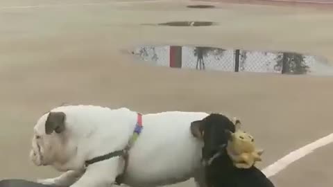 French Bulldog and Dachsund Puppy