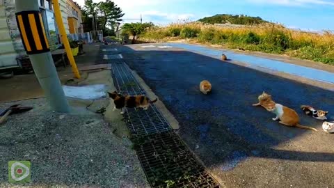 When I was riding a motorcycle, I encountered a cat rally in the middle of the road.