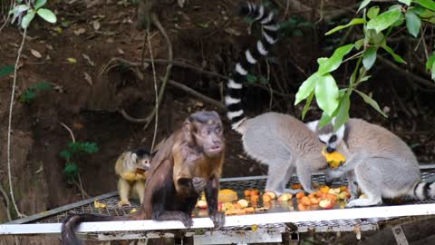 Monkey eating mango with fun friends 🙈🙊🙉