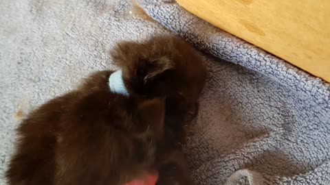 10 day old Kittens just opened their eyes
