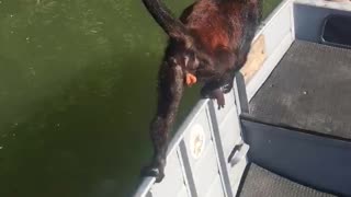 Hero Fishermen Rescue Monkey With Life Jacket