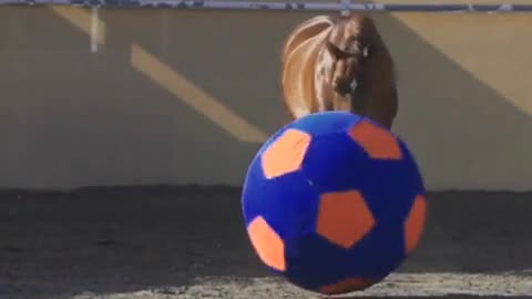 Juguetón caballo juega con pelota de fútbol gigante