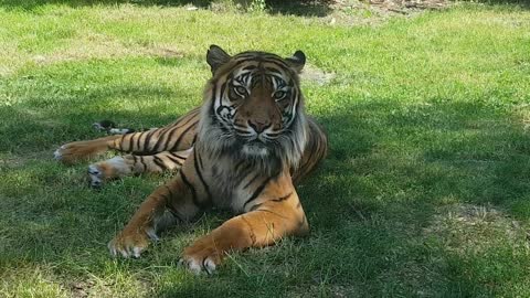 Tiger handsome