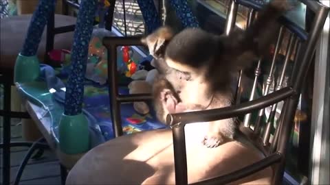 Monkey See Monkey Babys