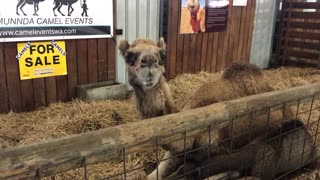 Funny Camel With Bad Breath Growls