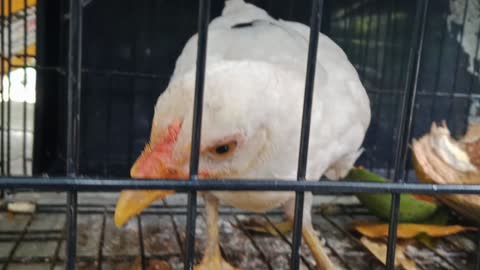 Naughty Chicken Grounded Because of Scratching and Digging Plants