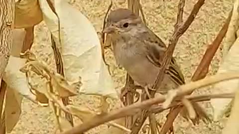 injured bird