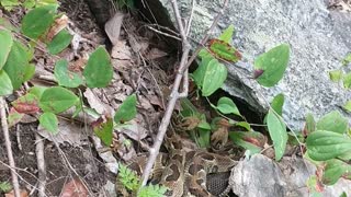 Timber rattlesnakes