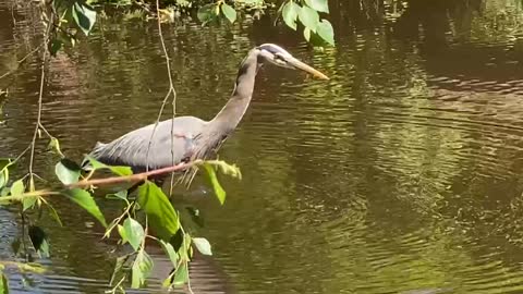 Blue Heron hunting for lunch