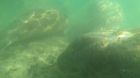 Manatee Crystal River Florida Dec. 27 2020