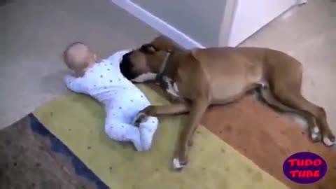 Dog sitters, funny videos of dogs and babies...