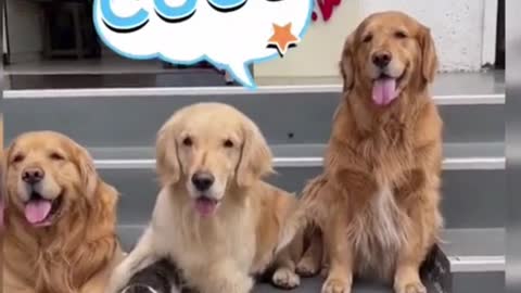 Funny Doggos that are Guaranteed to Make Your Day Better - GOLDEN RETRIEVER funny videos 🐕🥰 #RUMBLE