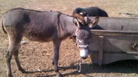 Different pet animals living together