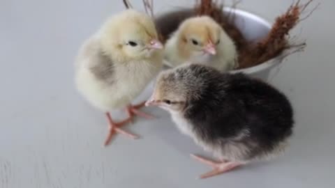 Cute Little Chicken| Satisfying Video|