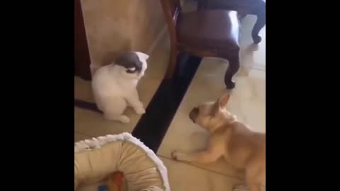 Dog and cat are finishing each other's ass