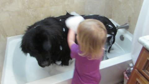 Toddler gives giant dog a bath