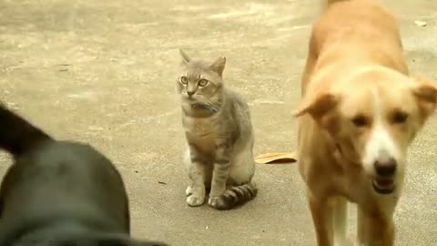 Funny Cat is not Scared of Dog.