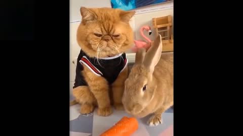 Cute And Funny Pets | Try Not To Laugh To These Pets Compilation #11💗 Cutest Lands In 2021