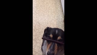 Dog steals treat off other dog's nose