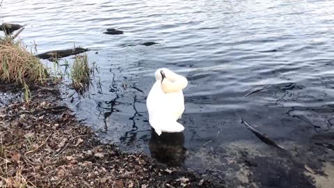 A swan cleaning its feathers