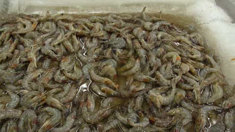 Fresh Frozen Shrimps on Ice for Sale at Asian Seafood Market