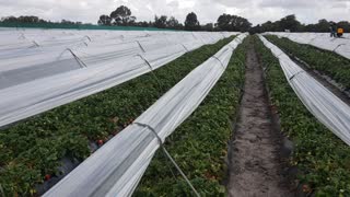 Strawberry picking