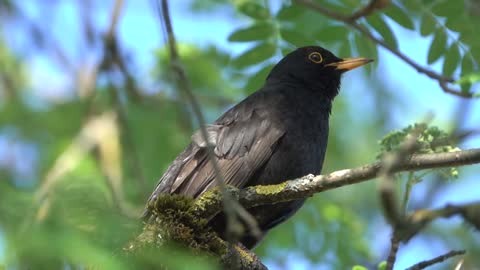 blackbird is all black except for a yellow eye-ring and bill and has a rich, melodious song