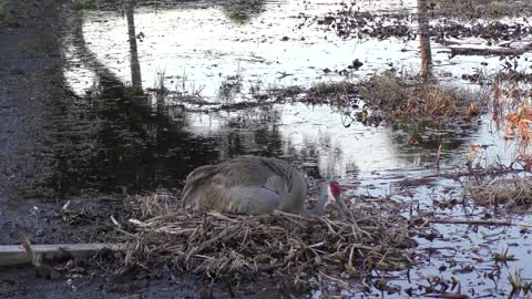Sandhill Crane in a nest with two eggs