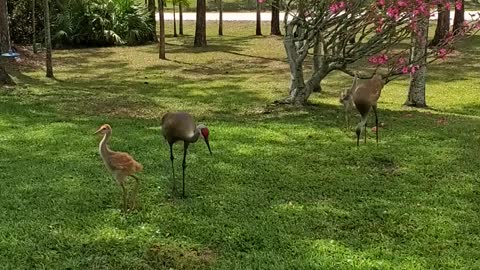 Sandhill Cranes April 2021