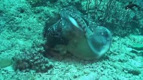 Moray Eel Vs Octopus
