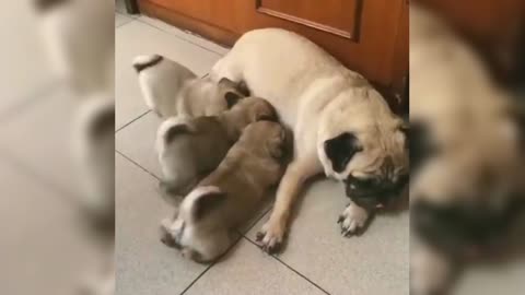 Because the baby is rushing to drink milk, it is very inconvenient for Pug to move